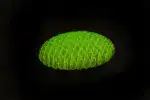 Worm Pocket 12x12 Fidget Toy