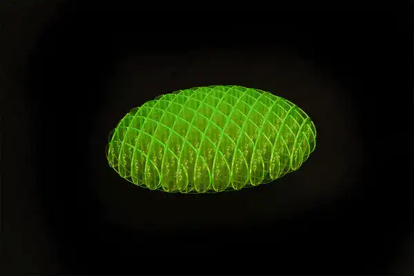 Worm Pocket 12x12 Fidget Toy
