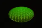 Worm Pocket 12x12 Fidget Toy